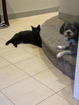 Rescue Domestic Short Hair Cats for Adoption in Houston, Texas - Peter | PetCurious