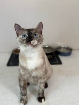 Rescue Siamese and Domestic Short Hair Cats for Adoption in Dallas, Texas - Sandy Rose | PetCurious