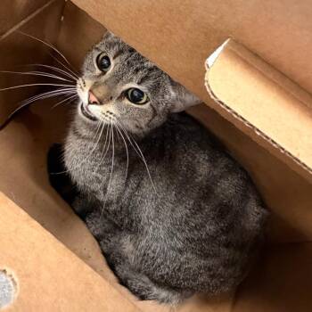 Saniya -  Domestic Short Hair Cat for Adoption in Philadelphia, Pennsylvania - Saniya | PetCurious