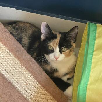 Rescue Domestic Short Hair Cats for Adoption in North Haven, Connecticut - Capri | PetCurious
