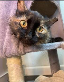 Calendula -  Tortoiseshell and Domestic Short Hair Cat for Adoption in Island Lake, Illinois - Calendula | PetCurious