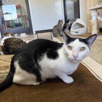 Rescue Domestic Short Hair Cats for Adoption in Hendersonville, Tennessee - Baymax | PetCurious
