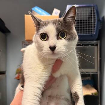 Adia -  Domestic Medium Hair Cat for Adoption in Chattanooga, Tennessee - Adia | PetCurious