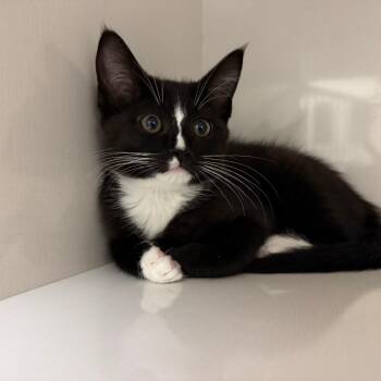 Sophie -  Domestic Short Hair Cat for Adoption in Redwood City, California - Sophie | PetCurious