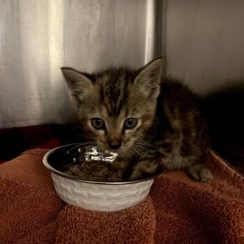 Hot-Rod -  Domestic Short Hair Cat for Adoption in Waldorf, Maryland - Hot-Rod | PetCurious