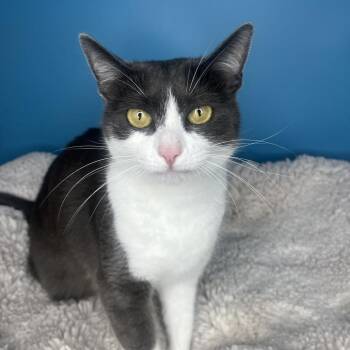 Butter -  Domestic Short Hair Cat for Adoption in San Antonio, Texas - Butter | PetCurious
