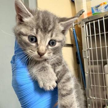 Domestic Short Hair Cats Available for Adoption in Concord, North Carolina - Birdo | PetCurious