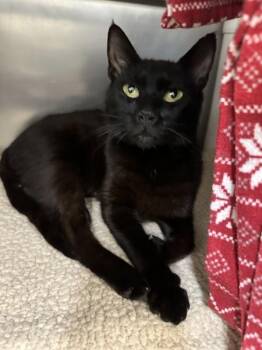 Minx -  Domestic Short Hair Cat for Adoption in Santa Rosa, California - Minx | PetCurious