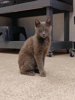 Rescue Domestic Short Hair Cats for Adoption in Waupun, Wisconsin - Moxie | PetCurious