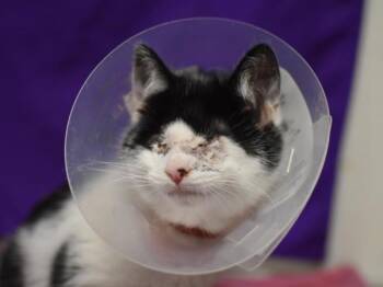 Jalapeno -  Domestic Short Hair Cat for Adoption in Portland, Oregon - Jalapeno | PetCurious