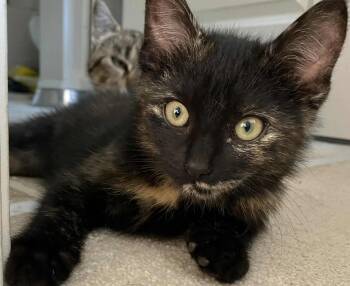 Rescue Domestic Short Hair Cats for Adoption in Abbotsford, British Columbia - Houdini | PetCurious
