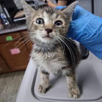 Maggie -  Domestic Medium Hair Cat for Adoption in Summerville, South Carolina - Maggie | PetCurious