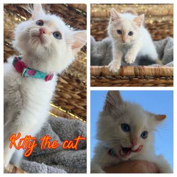 Kitty the Cat -  Domestic Long Hair Cat for Adoption in Hollister, California - Kitty The Cat | PetCurious