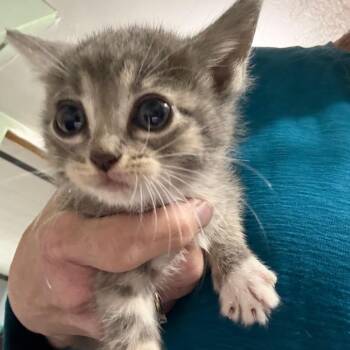 Purr-anna -  Domestic Short Hair Cat for Adoption in Ferndale, Washington - Purr-anna | PetCurious
