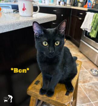 Domestic Short Hair Cats Available for Adoption - Ben | PetCurious