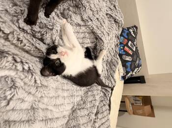 Rescue Domestic Short Hair Cats for Adoption in Chicago, Illinois - Marlowe | PetCurious