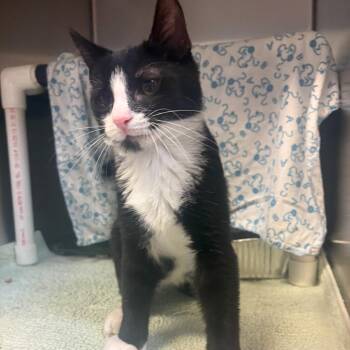 Cookie -  Domestic Short Hair Cat for Adoption in Charlottesville, Virginia - Cookie | PetCurious