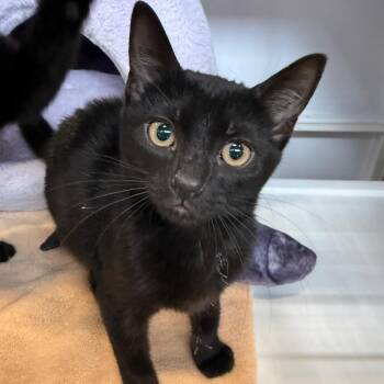 Domestic Short Hair Cats Available for Adoption in Sarasota, Florida - Iman | PetCurious