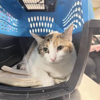 Talia -  Domestic Short Hair Cat for Adoption in New York, New York - Talia | PetCurious