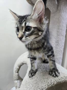 River -  Domestic Medium Hair Cat for Adoption in Tuttle, Oklahoma - River | PetCurious
