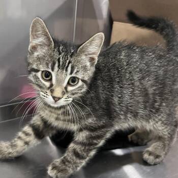 Domestic Short Hair Cats Available for Adoption in Washburn, Missouri - Freightliner | PetCurious