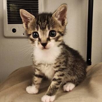 Rescue Domestic Short Hair Cats for Adoption in Kennewick, Washington - Stutter | PetCurious