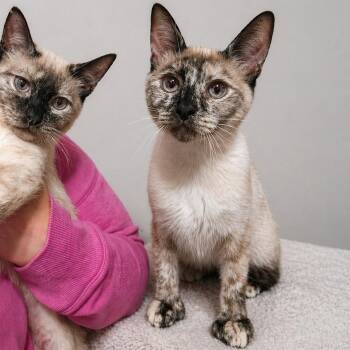 Extra Toes Cat Hemingway Polydactyl and Siamese Cats Available for Adoption in Quincy, Ohio - Princess Atta (Polydactyl) | PetCurious