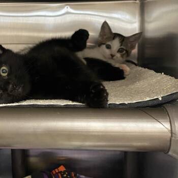 Setting Spray -  Domestic Short Hair Cat for Adoption in Falls Church, Virginia - Setting Spray | PetCurious