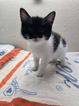 Pumpkin Patch -  Domestic Short Hair Cat for Adoption in Sherwood, Oregon - Pumpkin Patch | PetCurious