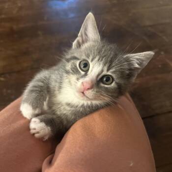 Domestic Short Hair Cats Available for Adoption in Potomac, Maryland - Ducky | PetCurious