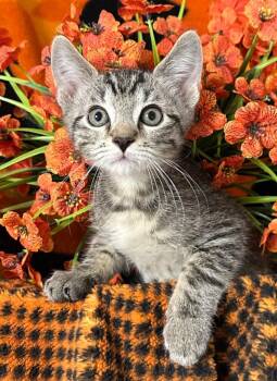 (VR) 5/4/26 Sherlock -  Domestic Short Hair Cat for Adoption in Stillwater, Oklahoma - (VR) 5/4/26 Sherlock | PetCurious