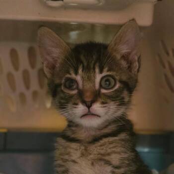 Tol -  Domestic Short Hair Cat for Adoption in Lynchburg, Virginia - Tol | PetCurious