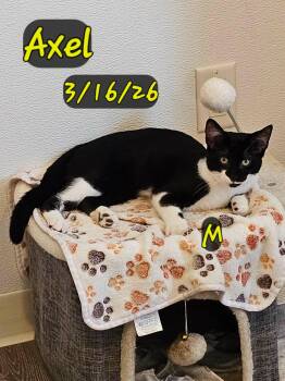 Axel -  Domestic Short Hair Cat for Adoption in Gouverneur, New York - Axel | PetCurious