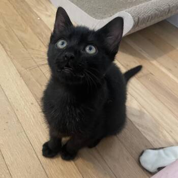 Sheena -  Domestic Short Hair Cat for Adoption in San Francisco, California - Sheena | PetCurious