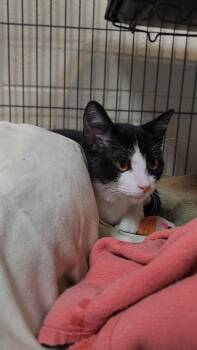 Sir Purr -  Domestic Short Hair Cat for Adoption in Charleston, South Carolina - Sir Purr | PetCurious
