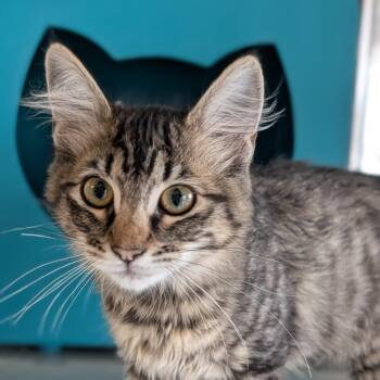 Bigfoot -  Domestic Medium Hair Cat for Adoption in Seattle, Washington - Bigfoot | PetCurious