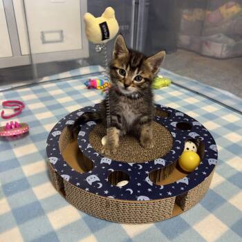 Domestic Short Hair Cats Available for Adoption in Helendale, California - Roman  | PetCurious