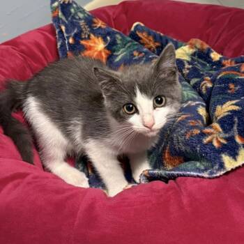 Rescue Domestic Short Hair Cats for Adoption in Williston, Florida - Dipsy | PetCurious