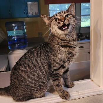 Love Stinks -  Domestic Short Hair Cat for Adoption in Carencro, Louisiana - Love Stinks | PetCurious