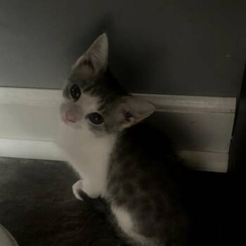 Scone -  Domestic Short Hair Cat for Adoption in Muncie, Indiana - Scone | PetCurious