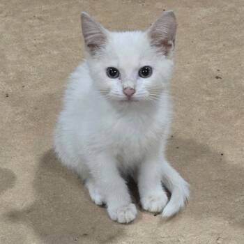Aniken -  Domestic Short Hair Cat for Adoption in Seneca, South Carolina - Aniken | PetCurious
