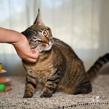 Tabby Cats Available for Adoption - Valentino | PetCurious