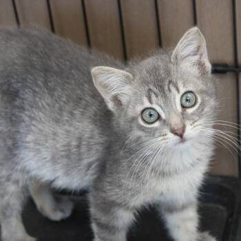 Rescue Domestic Short Hair Cats for Adoption in Cleveland, Mississippi - Everest | PetCurious