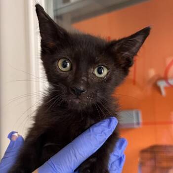 Cinder -  Domestic Short Hair Cat for Adoption in Kanab, Utah - Cinder | PetCurious