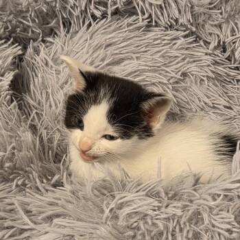 Tiara -  Domestic Short Hair Cat for Adoption in Cumming, Georgia - Tiara | PetCurious