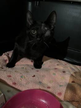Pirate Willow Black Beard -  Domestic Short Hair Cat for Adoption in Frisco, Texas - Pirate Willow Black Beard | PetCurious