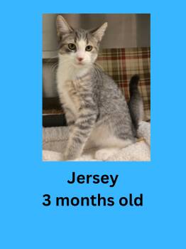 Jersey -  Domestic Short Hair Cat for Adoption in Ravenna, Ohio - Jersey | PetCurious