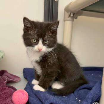 Rescue Domestic Medium Hair Cats for Adoption in Ridgway, Colorado - Otter | PetCurious