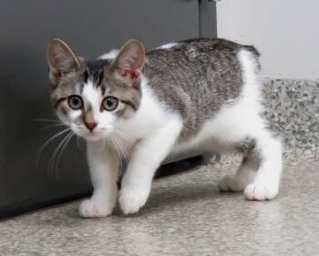 Pickle -  Domestic Short Hair Cat for Adoption in Van Wert, Ohio - Pickle | PetCurious