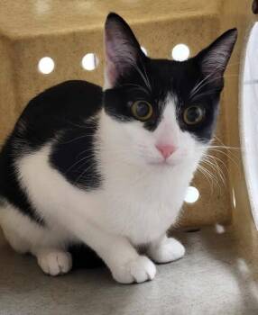 Rescue Domestic Short Hair Cats for Adoption in Fruit Heights, Utah - Bandita | PetCurious